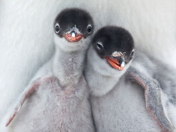 Cute new born Gentoo Penguin Chicks posing for the camera, Antarctica Photographed by Richard Sidey, My Shot