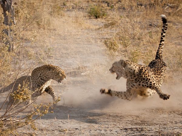 A thrilling Cheetah and Leopard encounter, Botswana Photographed by Jamie Hopf, Your Shot