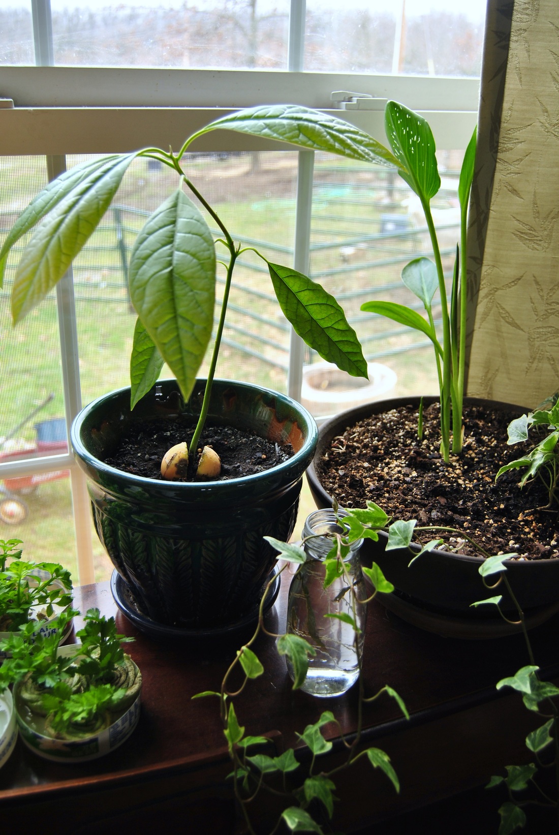 #8. Learn to Grow an Avocado Tree From a Seed - 12 DIY Garden Hacks to Take Your Backyard to the Next Level