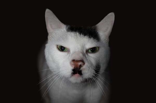 Hitler has taken rebirth in body of a cat