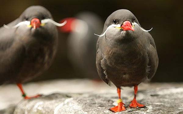 The Majestic Inca Tern with it's Manly Mustache