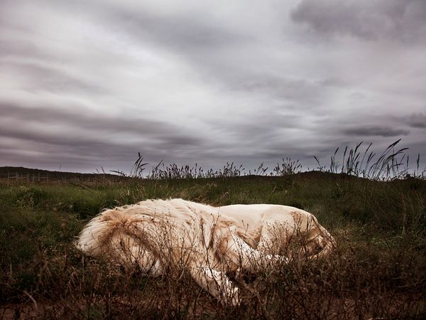 A Gloomy Day, Soft Grass bed and a Sleeping Lion, South Africa Photographed by Ande Truman, Your Shot