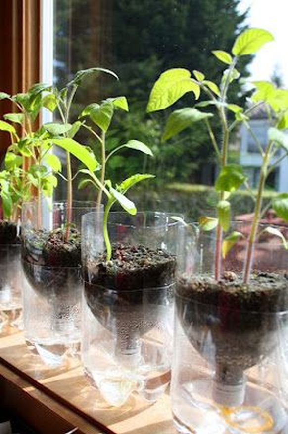 #4. Self-Watering Pots for herbs and saplings - 12 DIY Garden Hacks to Take Your Backyard to the Next Level