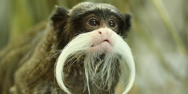 Emperor Tamarin donning a double fingerstache for his movies