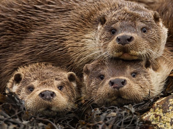 The Eurasian Otters pose for the Camera, Shetland Islands Photographed by Charlie Hamilton James