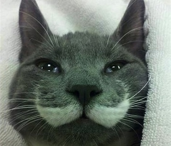 Cute cat gets a Sheriff mustache from drinking too much milk