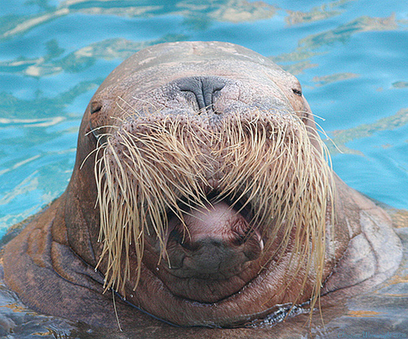 Humongous Seal with it's Multitasking Pushbroom Moustache