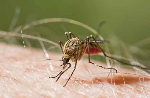 Malaria Resistance - 10 Super Cool Genetic Mutations Found In Humans via geniusknight.weebly.com Genius Talks and Wikis