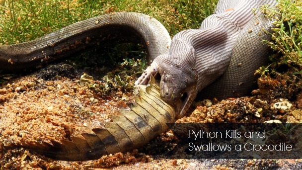 A rare encounter of a Python killing an alligator and swallowing it near the freshwater lake moondarra in Queensland, Australia. 
