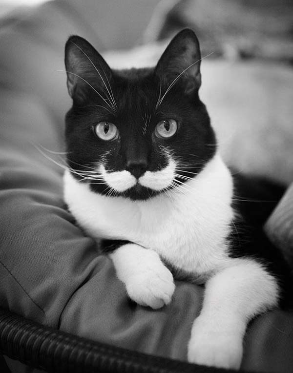 Detective Cat with a Hercule Poirot moustache