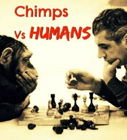 Check out what happened when the chimps and Humans challenged each other to a game | smart apes