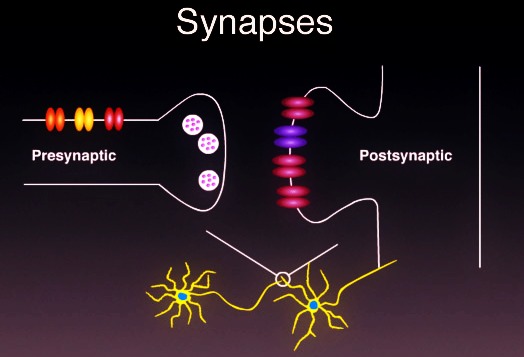 Synapses The Neuron connectivity in your brain is how your memories are formed
