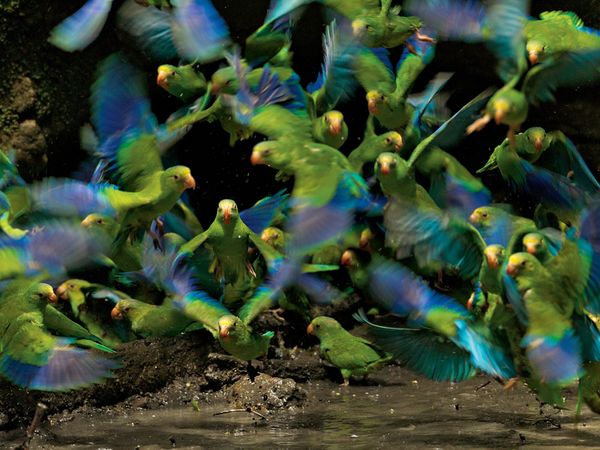 When Batman had to call Parakeets, Ecuador Photographed by Tim Laman, National Geographic