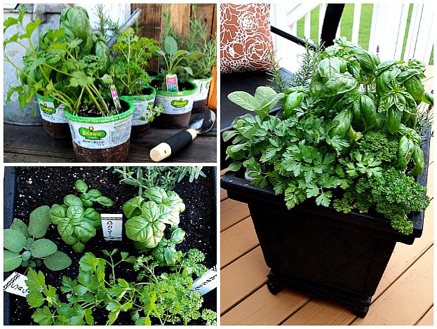 #12. Plant a One Pot Container Herb Garden - 12 DIY Garden Hacks to Take Your Backyard to the Next Level